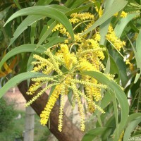 Acacia auriculiformis A.Cunn. ex Benth.